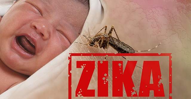 Zika Baby Mosquito.jpg