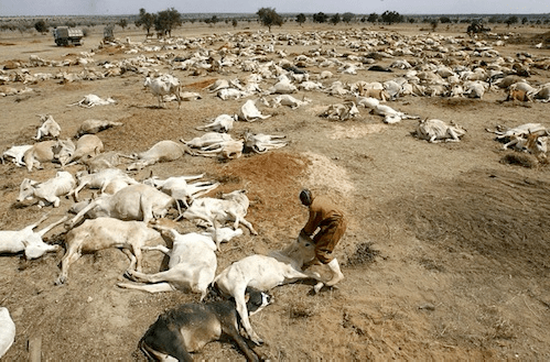 Totes Rinderstreu den Boden im von Dürre geplagten Äthiopien