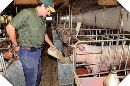 feeding pregnant sows.jpg.