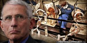 dr. fauci exposed for torturing hundreds of puppies for years