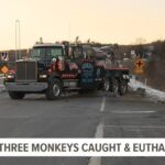 pennsylvania woman who came in contact with cdc monkeys after crash is experiencing cold like symptoms, pink eye and a cough